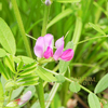 カラスノエンドウ　ヤハズエンドウ　Vicia sativa subsp. nigra