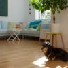 【SwitchBot紹介】犬を飼っている人必見！ペットと快適なスマートホームを実現する方法！お留守番も安心