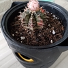 ギムノカリキウム開花