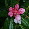 雨が上がり、「お田植え」が盛んです。