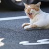 隣県繁華街のねこさん