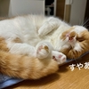 今日は朝も夜も愛猫を眺めながらのお食事タイム。