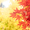 きみまち阪県立自然公園の紅葉2025：見頃や色づき状況、混雑回避のポイント！