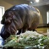 カバヤのカバ死去