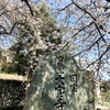 国宝・大宝寺の乳母桜が満開を迎えました