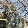 国宝・大宝寺の乳母桜が満開を迎えました