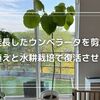徒長したウンベラータを剪定！鉢植えと水耕栽培で再生する方法