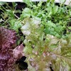 インコ用、無農薬野菜プランター
