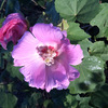 芙蓉20241103