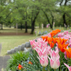 ロケハン その3 ─ 富山県中央植物園 2022.4.23 ─