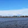 鳥が集まる大沼