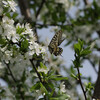 プラムの花とキアゲハ