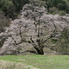 南信州・阿智村の桜