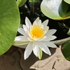 睡蓮の花咲く土曜日