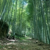 京都大原野の自社竹林