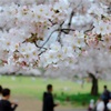 【大阪】太陽の塔の桜まつりでお花見【万博記念公園】