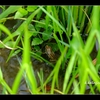 安曇野　【トノサマガエル】が今年も沢山