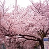 桜を撮りに行ってきました