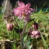 雑草に負けない！　放置してても咲いてくれる我が家の花たち