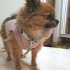 犬服を試着してもらった