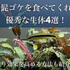 黒髭苔を食べてくれる超優秀な生体4種！より効果を高めるコツを紹介
