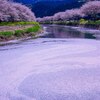 【田んぼをつかった花畑】が今年も楽しみ♪