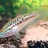 ピグミーグラミー｜Sparkling Gourami｜Trichopsis pumila