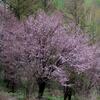 富良野の桜開花を喜ぶ