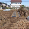 中玉トマトの撤収開始