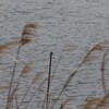 寒空の手賀沼で魚を狙うカワセミ