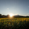 岩手県矢巾町：煙山ひまわりパーク