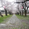 2010年の桜