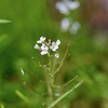 野草といっしょ51 タネツケバナ