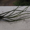 ブッツィ(Tillandsia butzii)