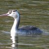 水鳥の行進、求愛、縄張り争いと、ごみのように小さいツマグロヒョウモン幼虫