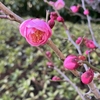 寒いけど春色増える