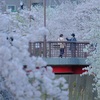 石神井川の桜を撮影しました、その１。