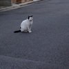 私の心はうぶなのさ。