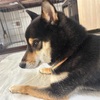 黒柴 🐶 つん