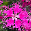 エゾカワラナデシコ Dianthus superbus