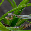 カマキリ２