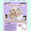 保護猫と触れ合える☆6/15(日)ねこのおうちさがし＠忠岡のご案内