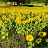 小千谷のひまわりが満開！山本山ポケットパーク