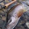 カワウを返り討ちにできそうな魚。