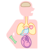 歯周病は万病のもと？全身の健康と歯ぐきの関係