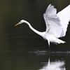 ダイサギ｜「単写真」の感覚