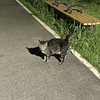 夜のお散歩についてくる猫