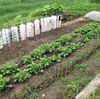 【今日の家庭菜園　5/17】