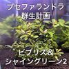 群生レイアウトで楽しむブセファランドラsp.ビブリスとシャイングリーン2