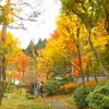 塩原温泉「天皇の間記念公園」の紅葉を撮る